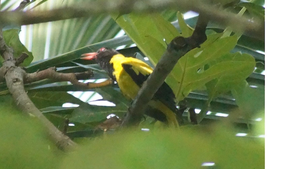 Black-hooded Oriole - ML140358501