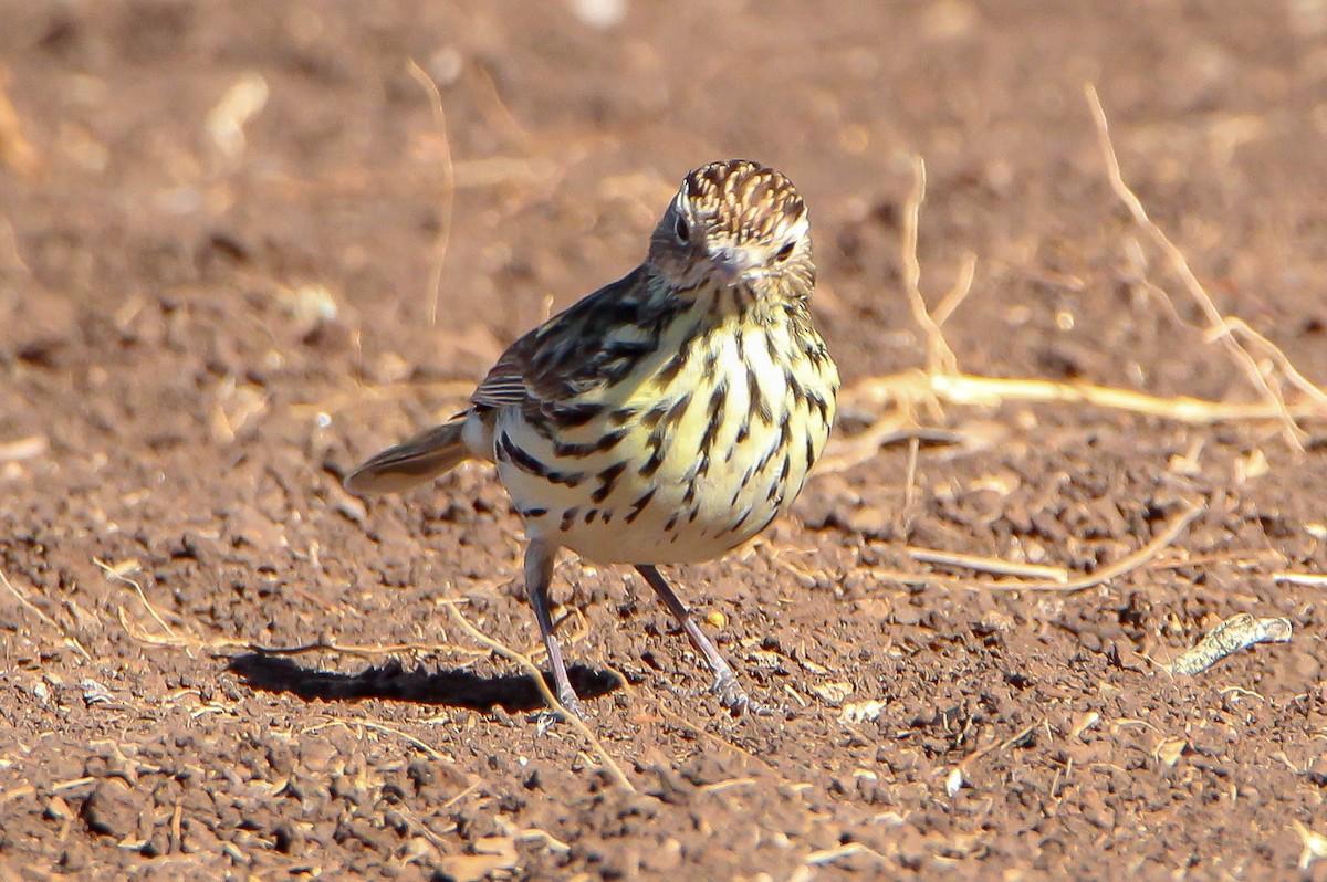 Speckled Warbler - ML140358531