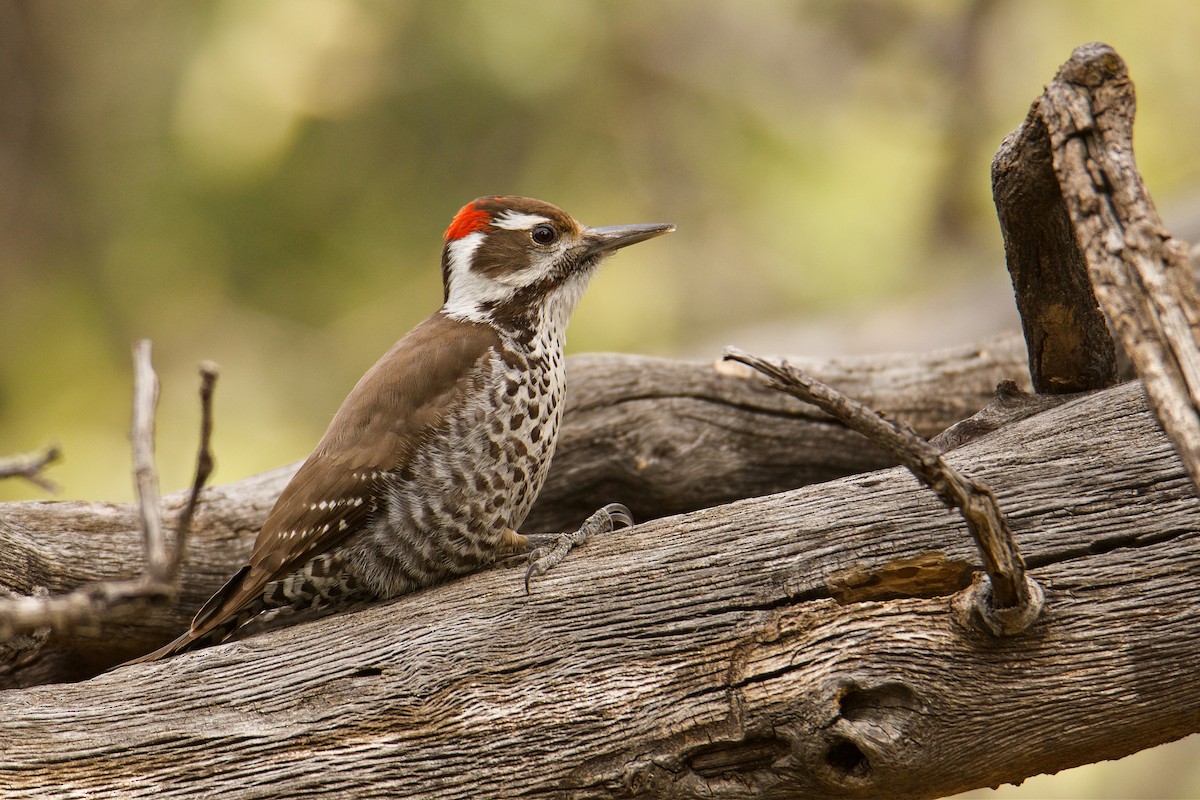 Arizona Woodpecker - Jonathan Nikkila