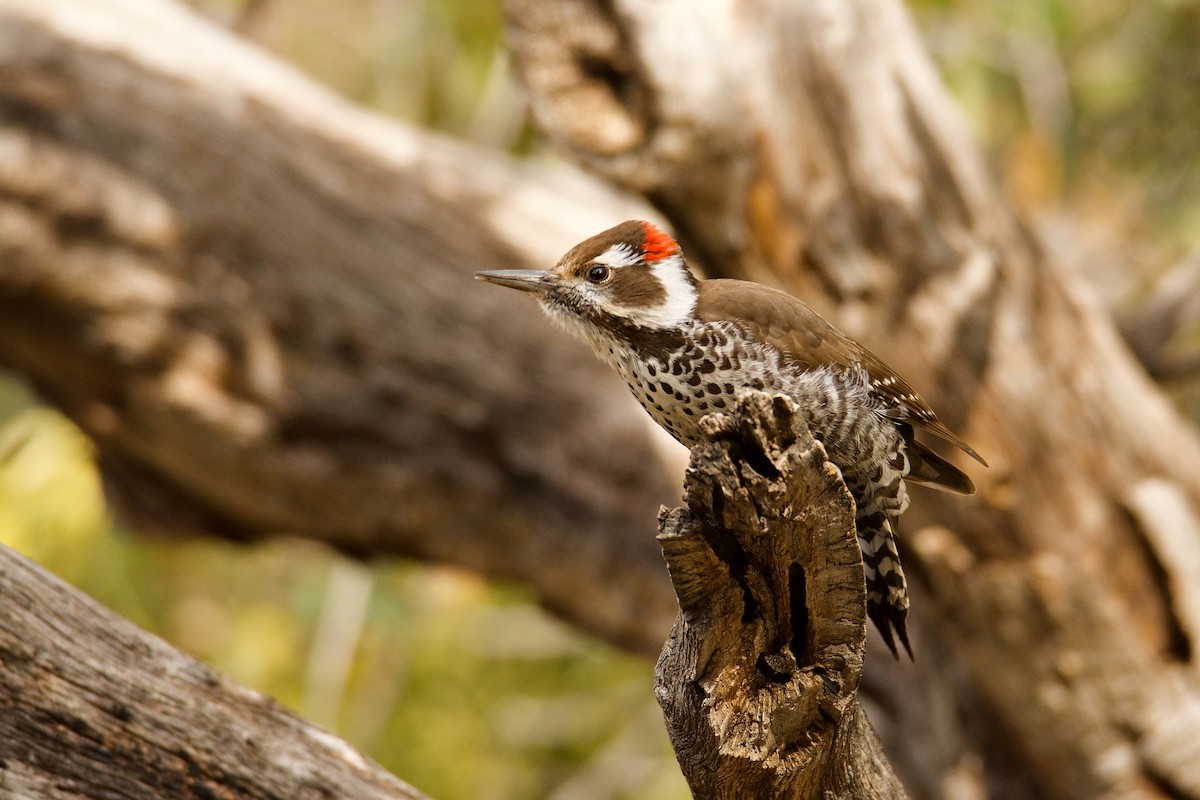 Arizona Woodpecker - Jonathan Nikkila