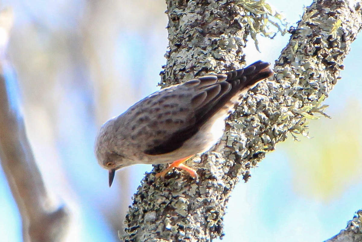 Varied Sittella - ML140358611