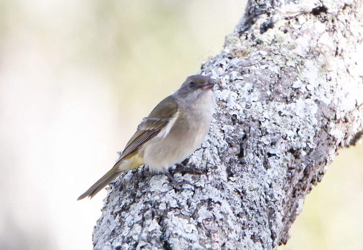 Golden Whistler (Eastern) - ML140358721