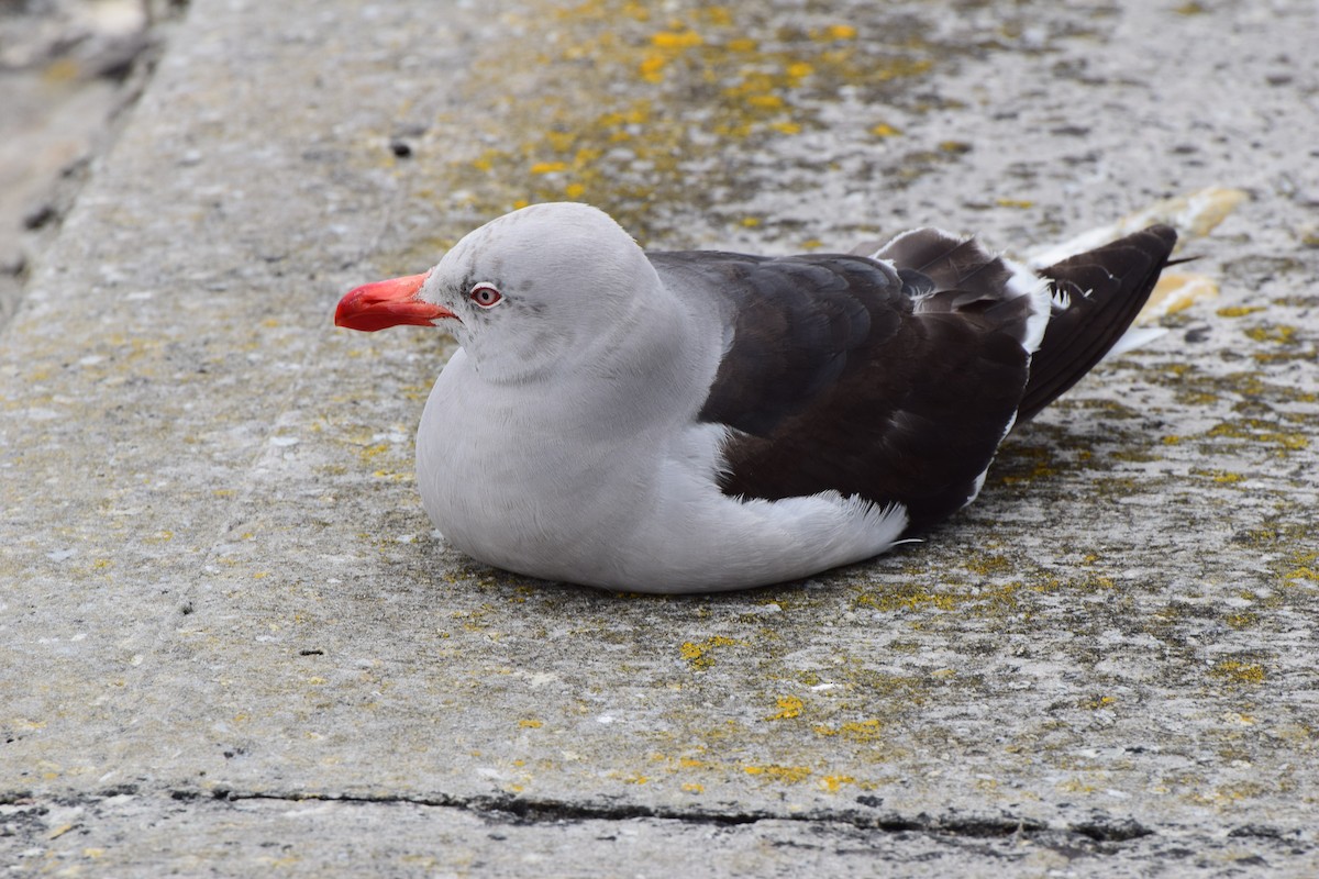 Dolphin Gull - ML140358891