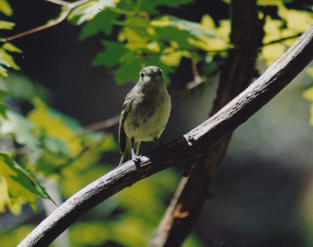 krattvireo - ML140359081