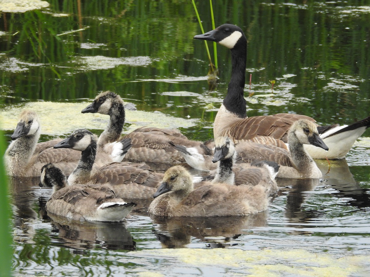 Canada Goose - ML140359121