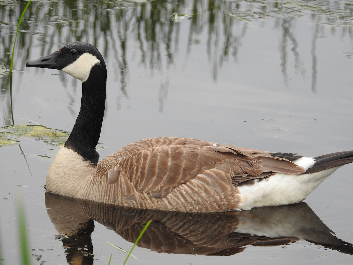 Canada Goose - ML140359131