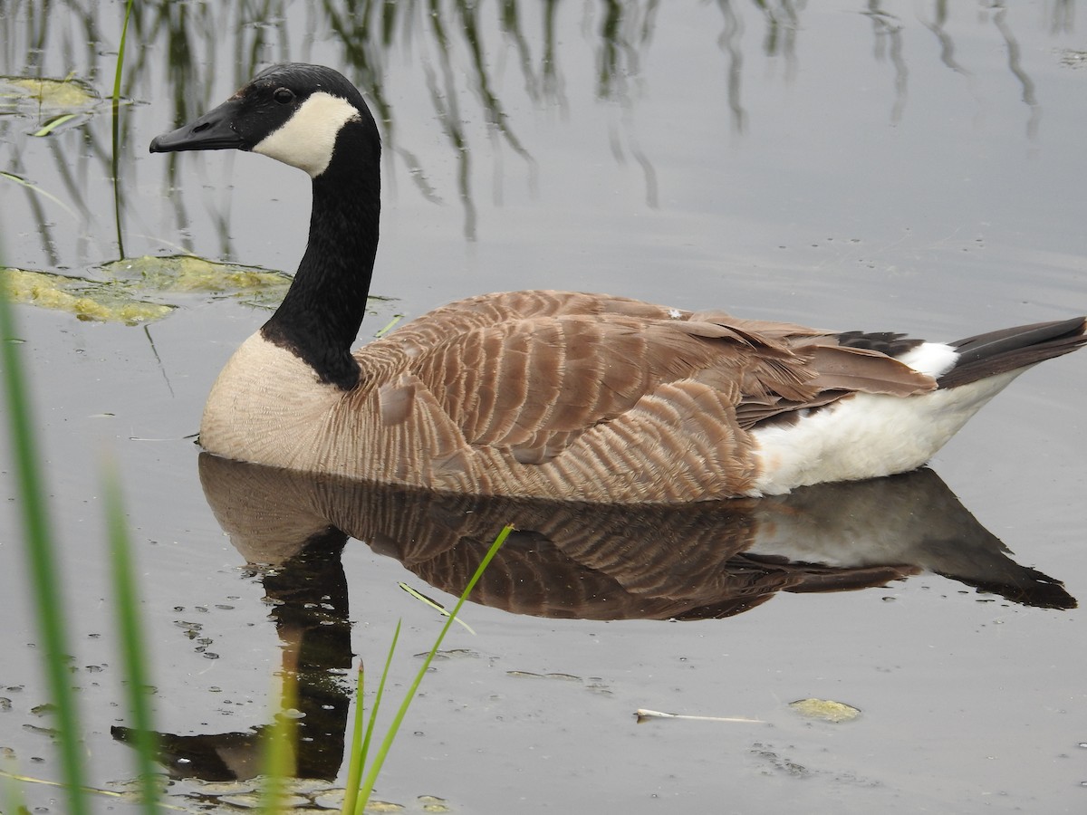 Canada Goose - ML140359171