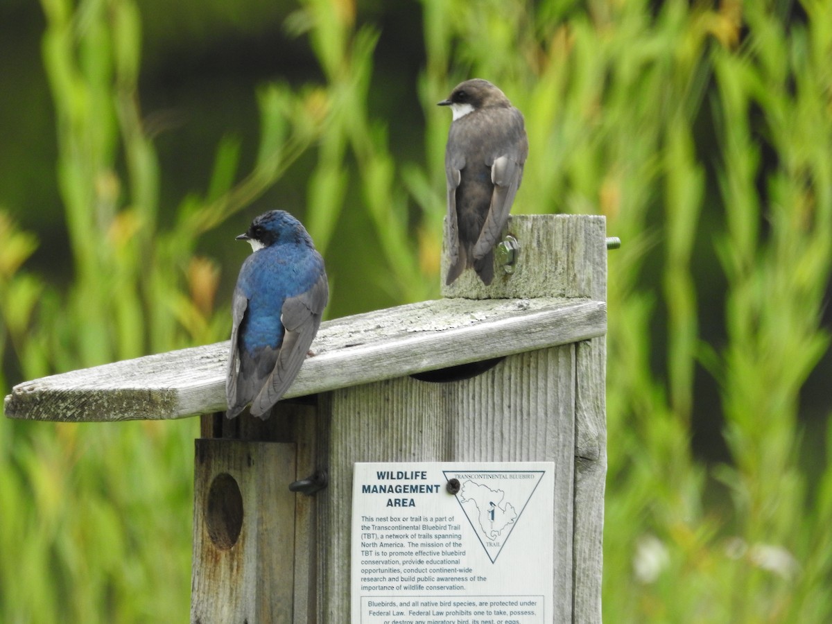 Tree Swallow - ML140359291