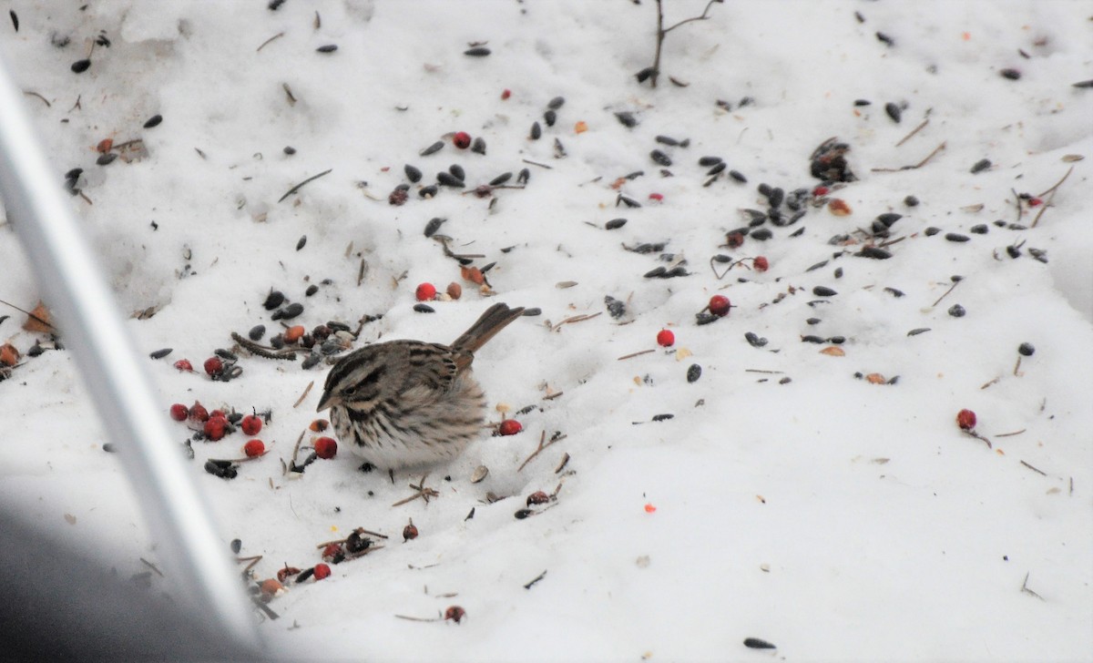 Song Sparrow - ML140359541