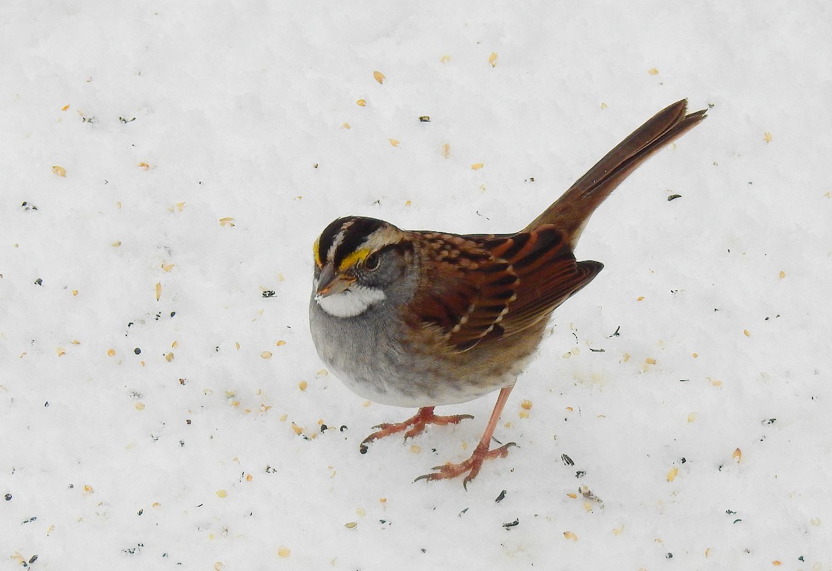 White-throated Sparrow - ML140359561