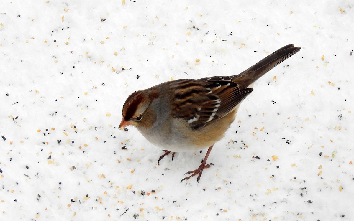 White-crowned Sparrow - ML140359781