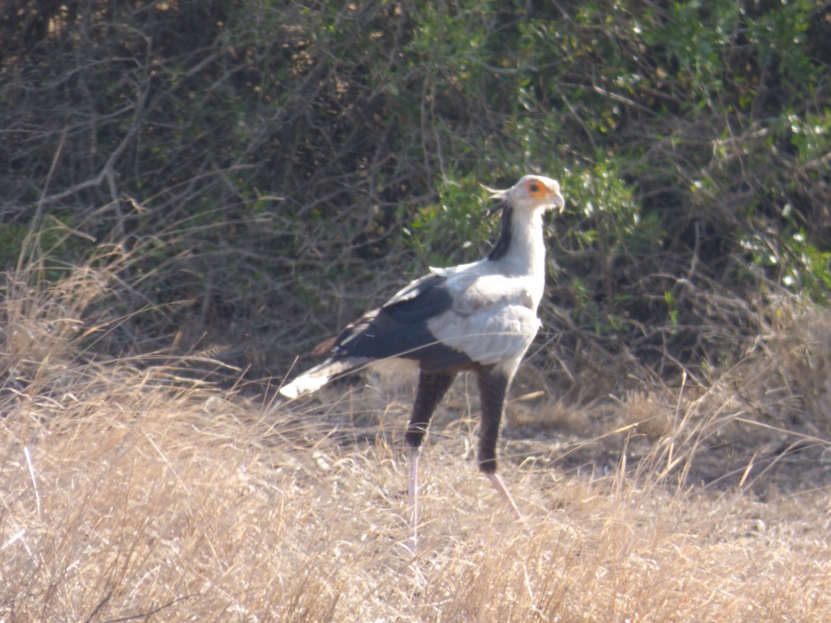 Secretarybird - ML140359821