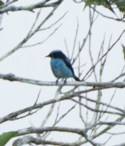 Black-faced Dacnis - ML140359901