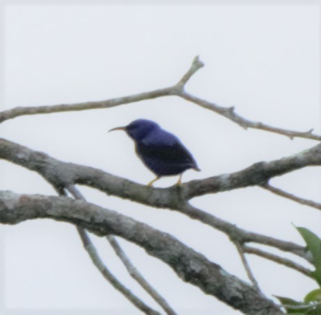 Purple Honeycreeper - ML140360051