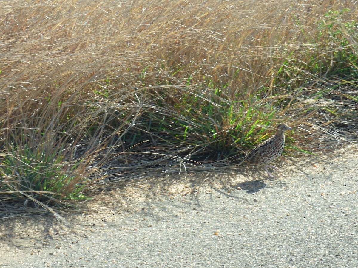 Small Buttonquail - ML140360101