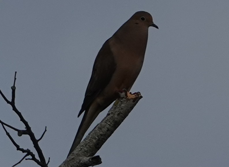 Mourning Dove - ML140360111