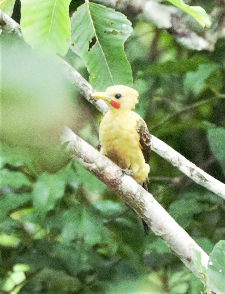 Cream-colored Woodpecker - ML140360231