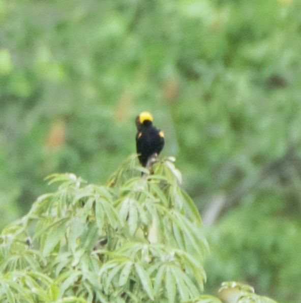 Epaulet Oriole (Moriche) - ML140360311