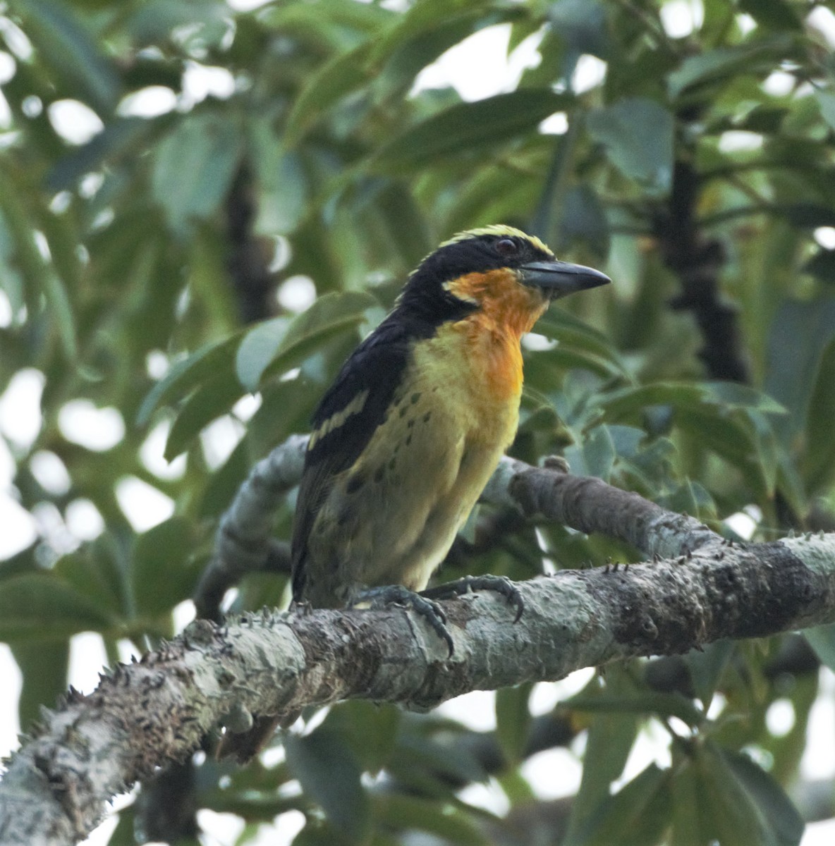 Gilded Barbet - ML140360351