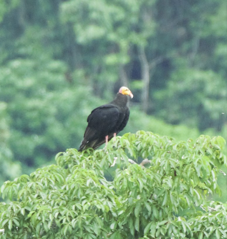 Greater Yellow-headed Vulture - ML140360401