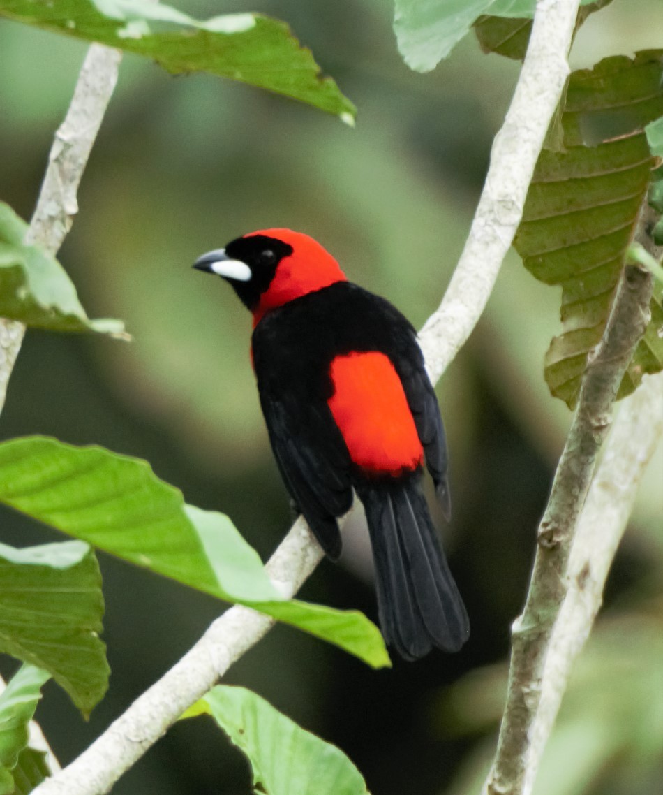 Masked Crimson Tanager - ML140360751