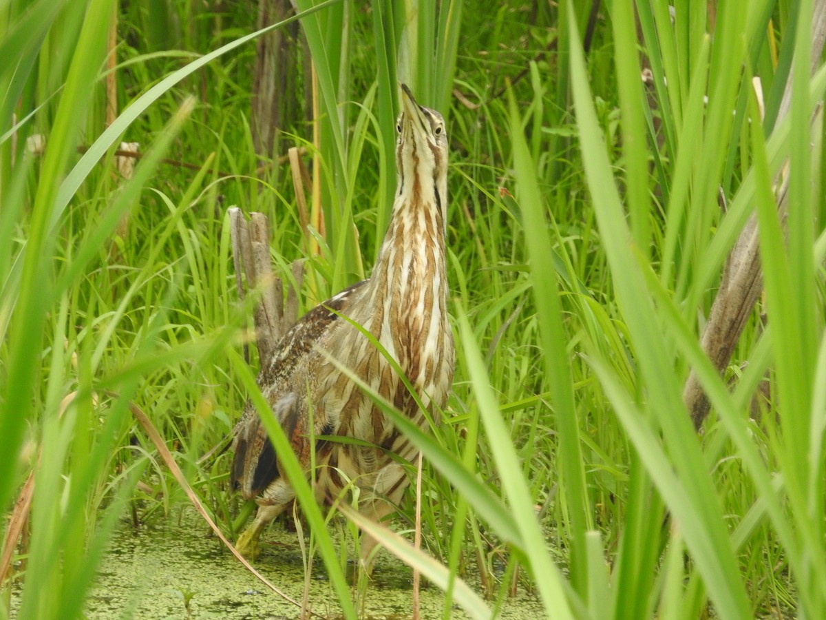 Schwarzbart-Rohrdommel - ML140360771