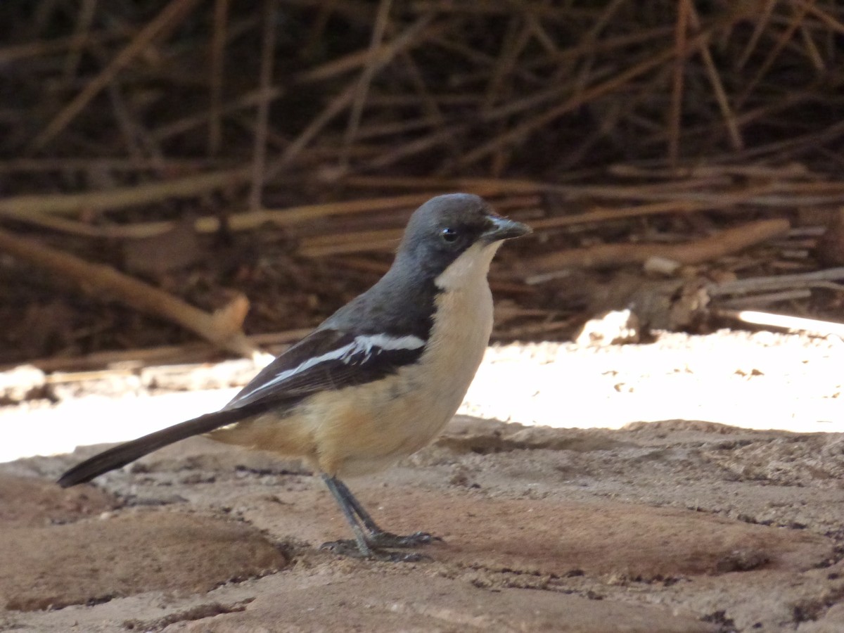 Southern Boubou - ML140360811