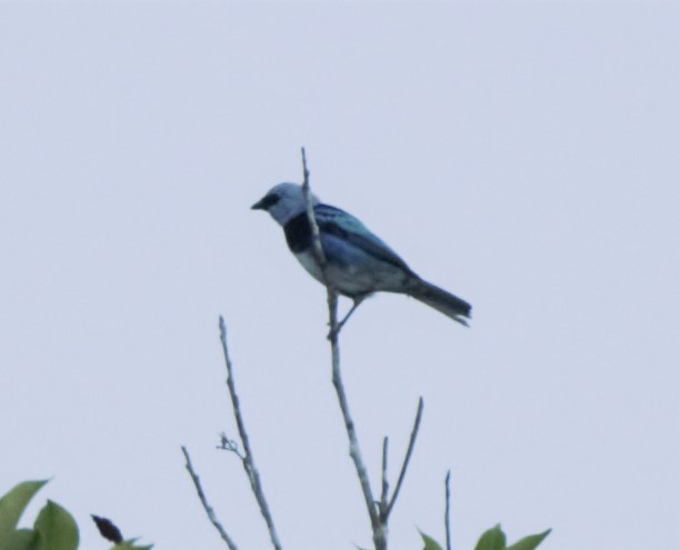 Masked Tanager - ML140360821