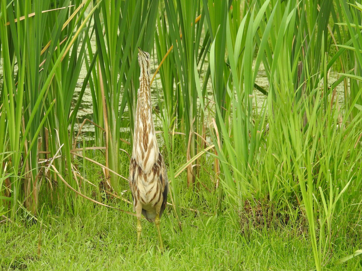 Avetoro Lentiginoso - ML140361041