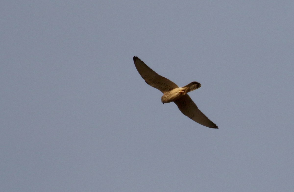 Lesser Kestrel - ML140361071