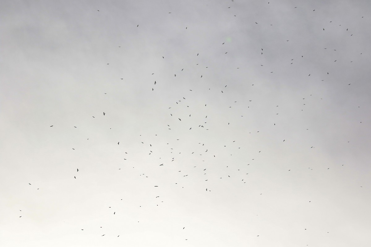 Scissor-tailed Kite - Jay McGowan