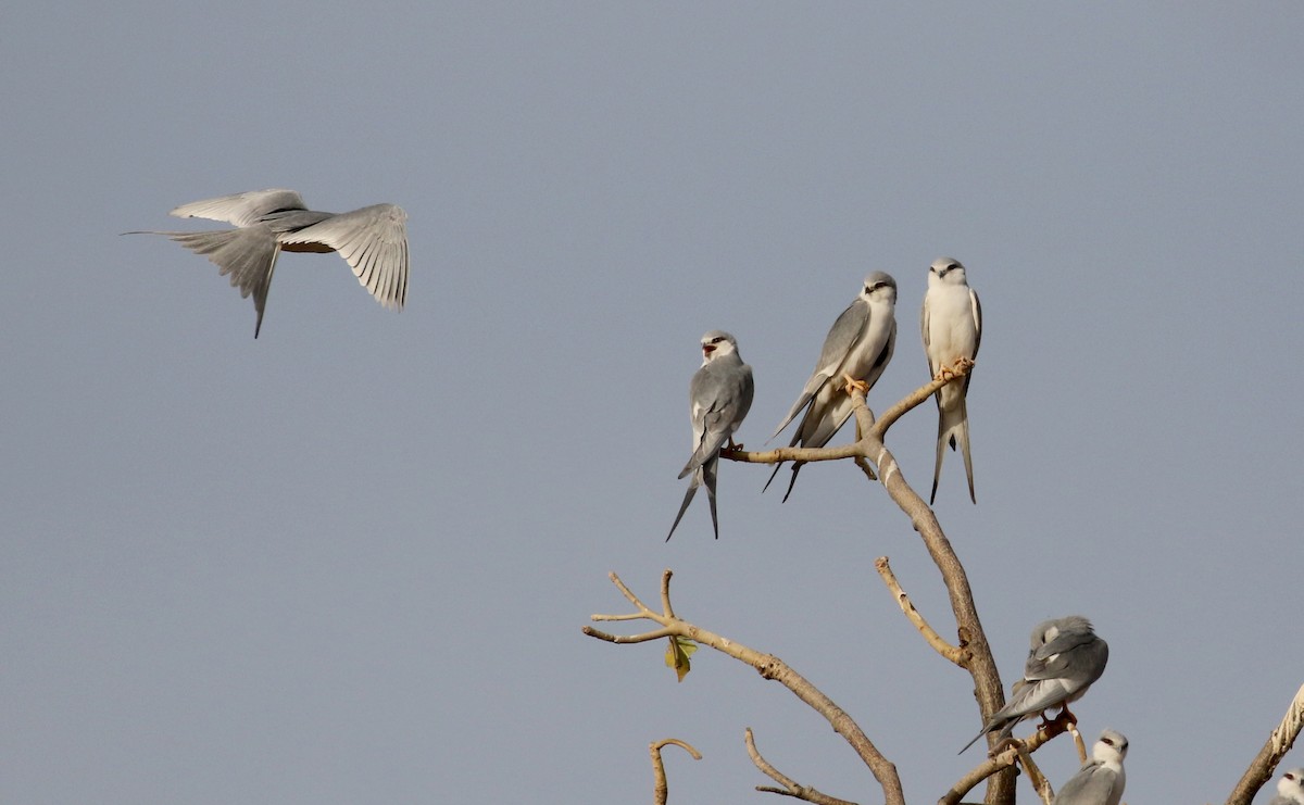 Scissor-tailed Kite - ML140361091