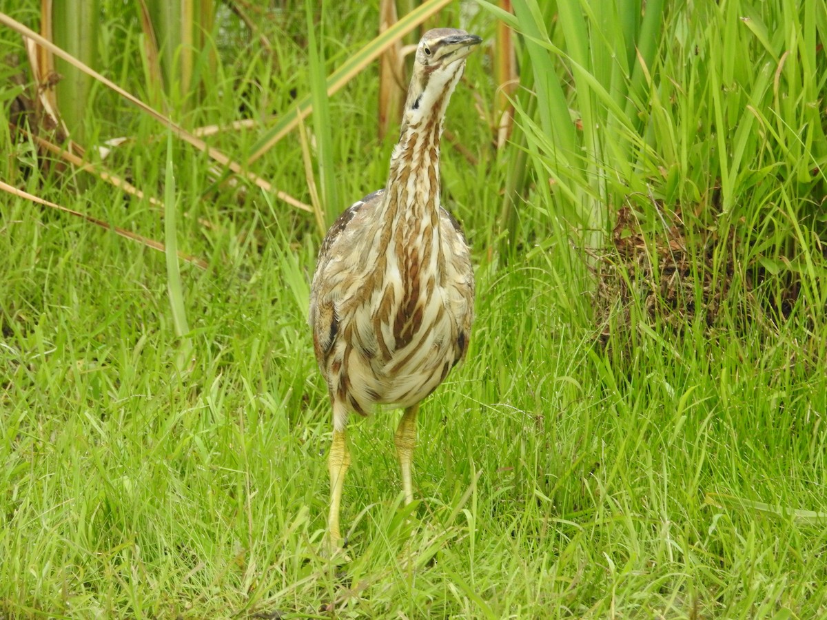 American Bittern - ML140361101