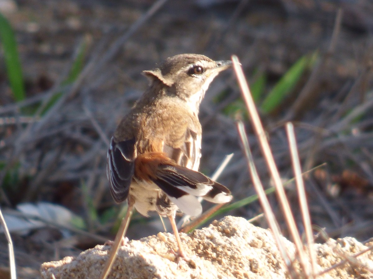 Bearded Scrub-Robin - ML140361191