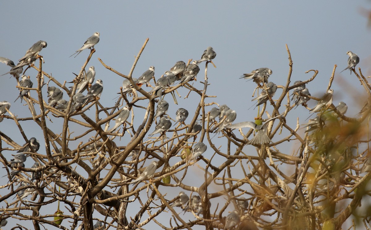 Scissor-tailed Kite - ML140361201