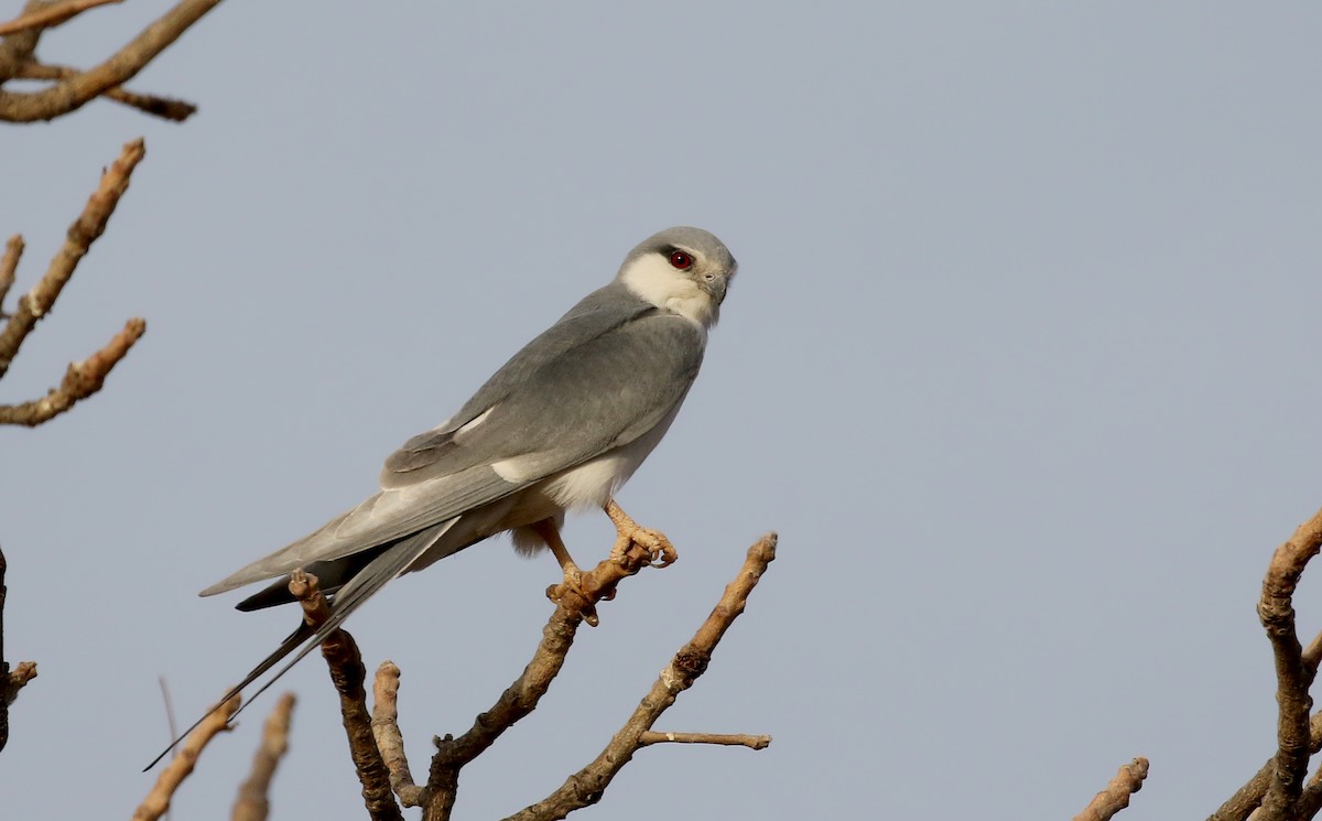 Scissor-tailed Kite - ML140361211