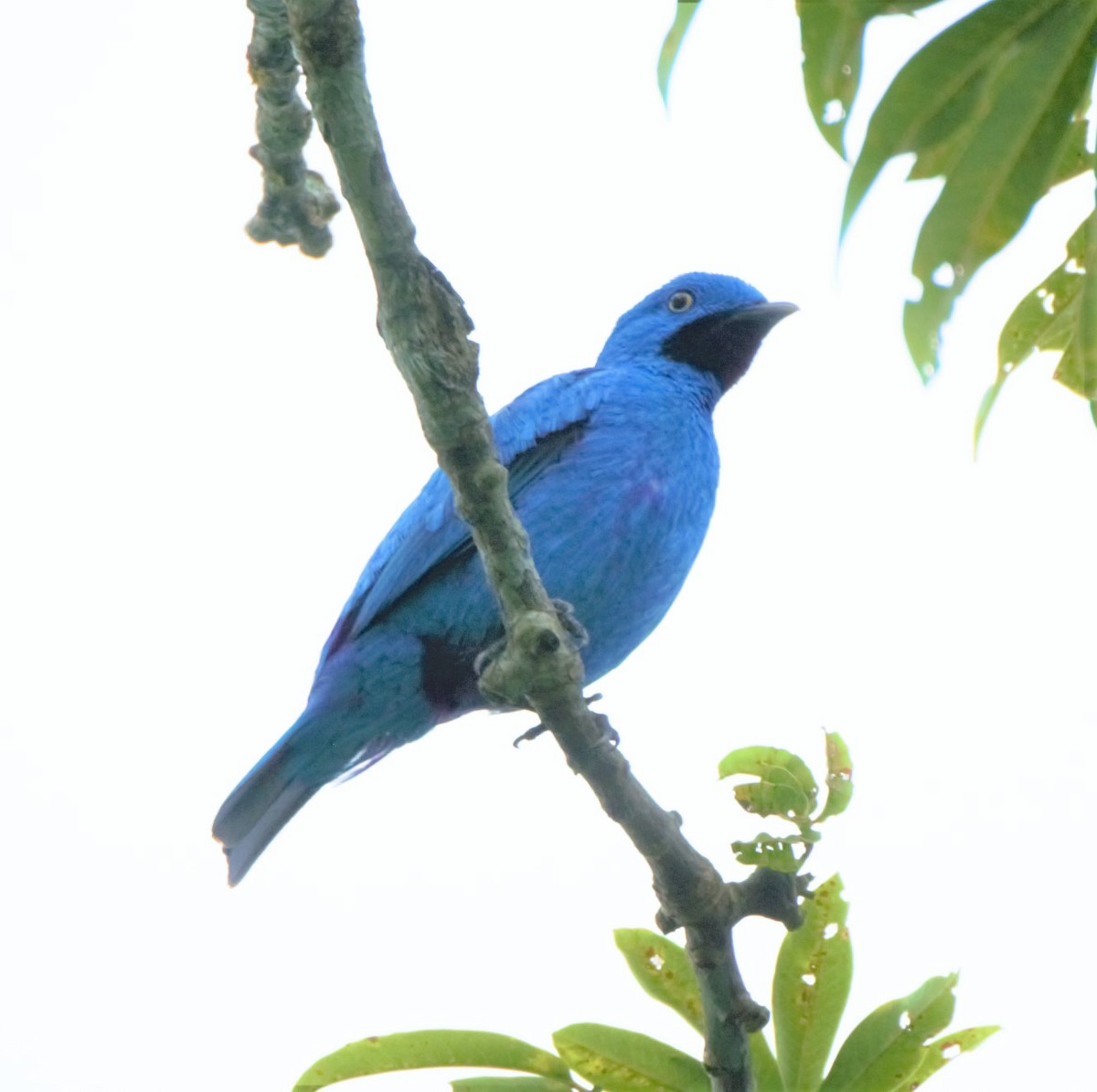 Plum-throated Cotinga - ML140361301