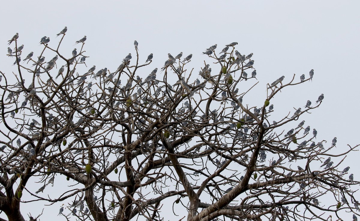 Scissor-tailed Kite - ML140361331