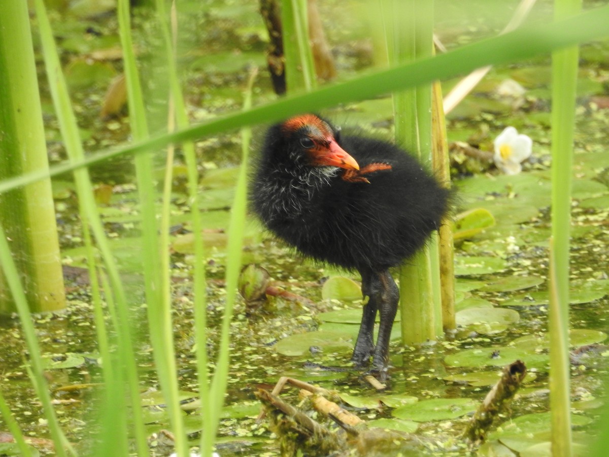 Gallinule d'Amérique - ML140361341