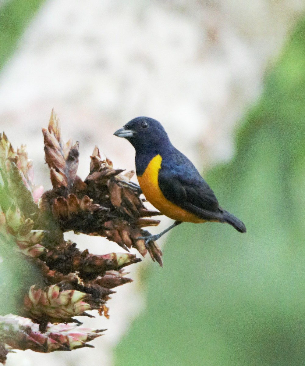 Rufous-bellied Euphonia - ML140361491