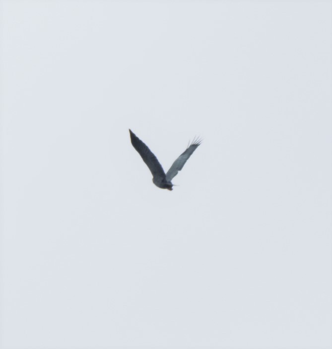 Slender-billed Kite - ML140361701