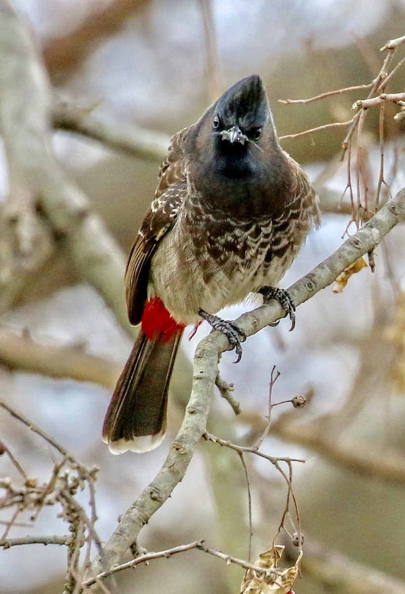 Red-vented Bulbul - ML140361791