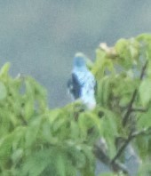 Spangled Cotinga - ML140361811