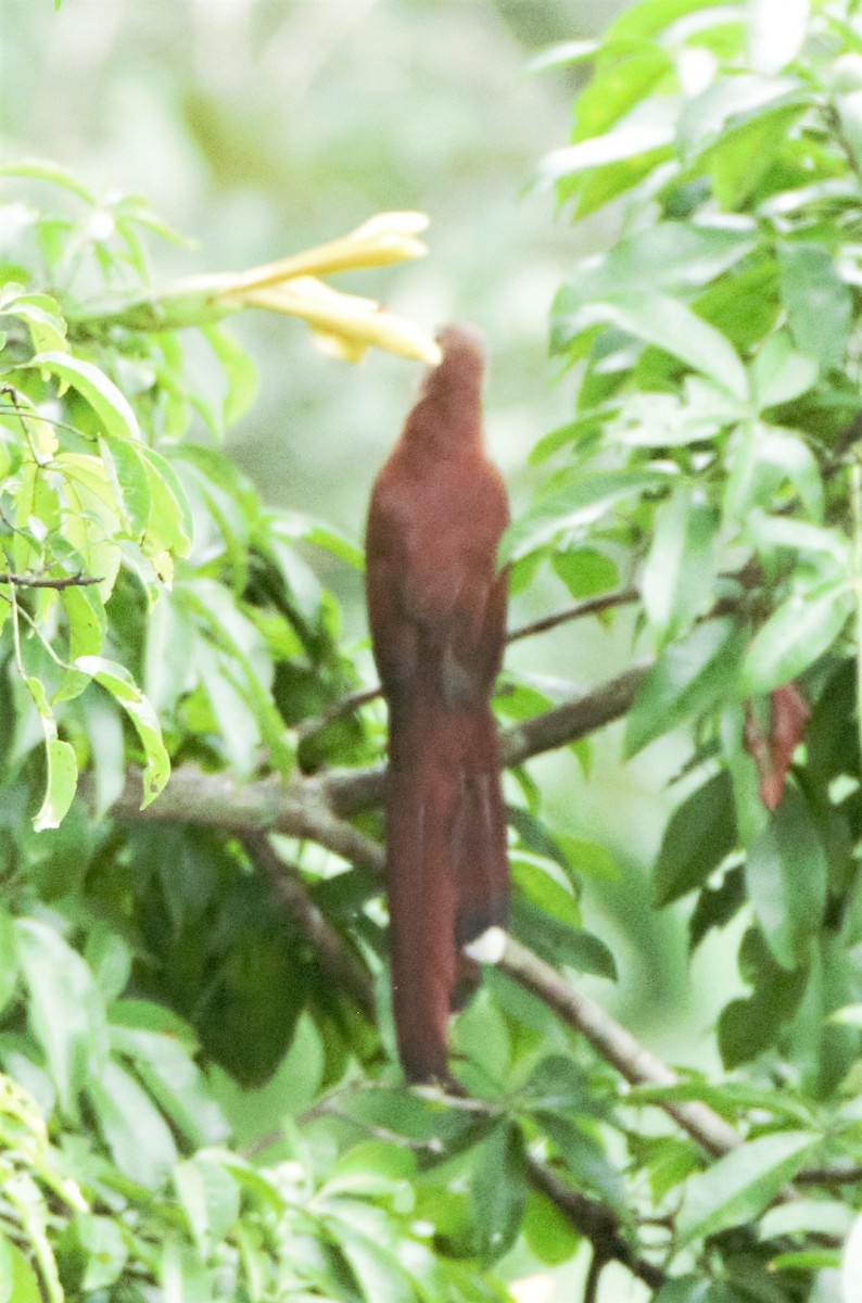 Squirrel Cuckoo (Amazonian) - ML140361891