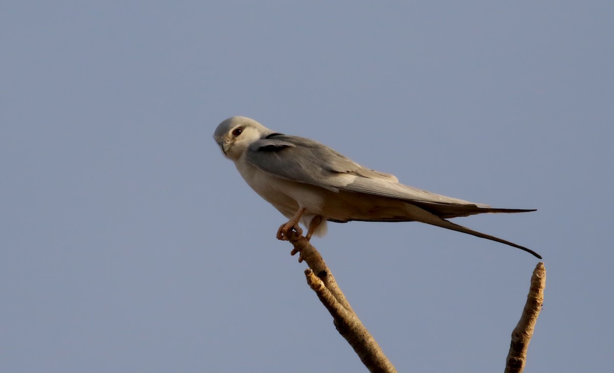 Scissor-tailed Kite - ML140361961