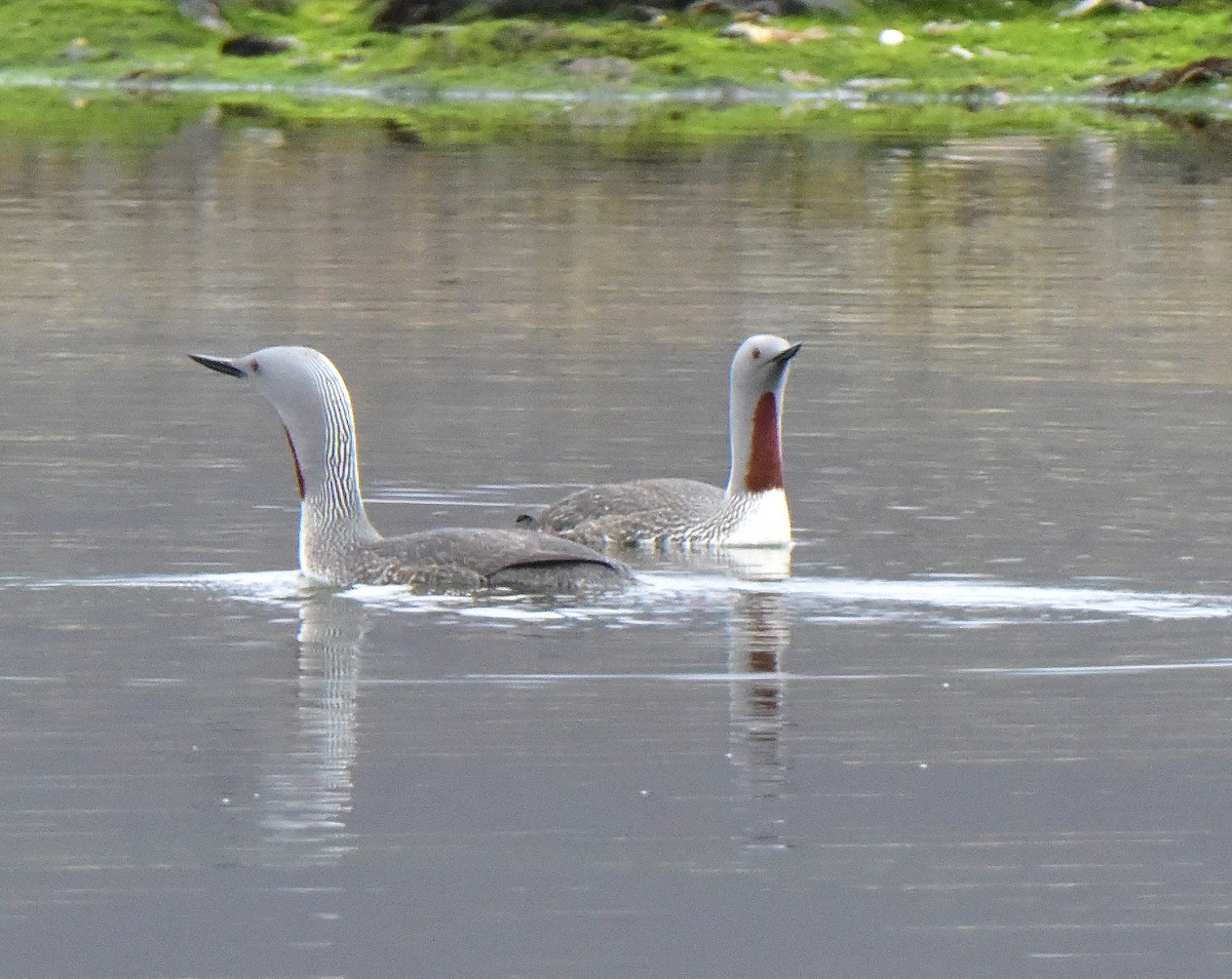 Red-throated Loon - ML140362211