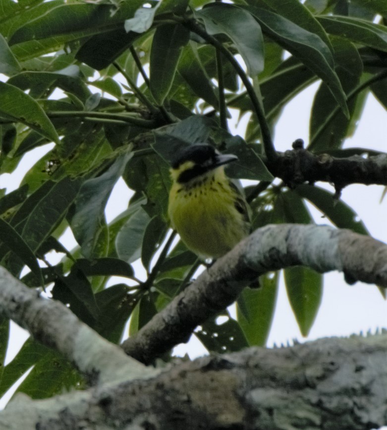 Yellow-browed Tody-Flycatcher - ML140362511