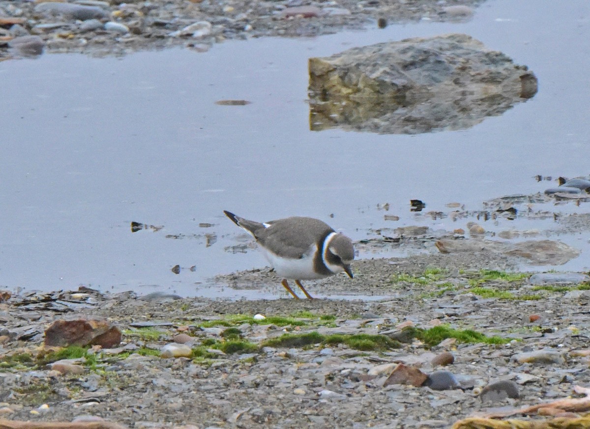 Common Ringed Plover - ML140363501
