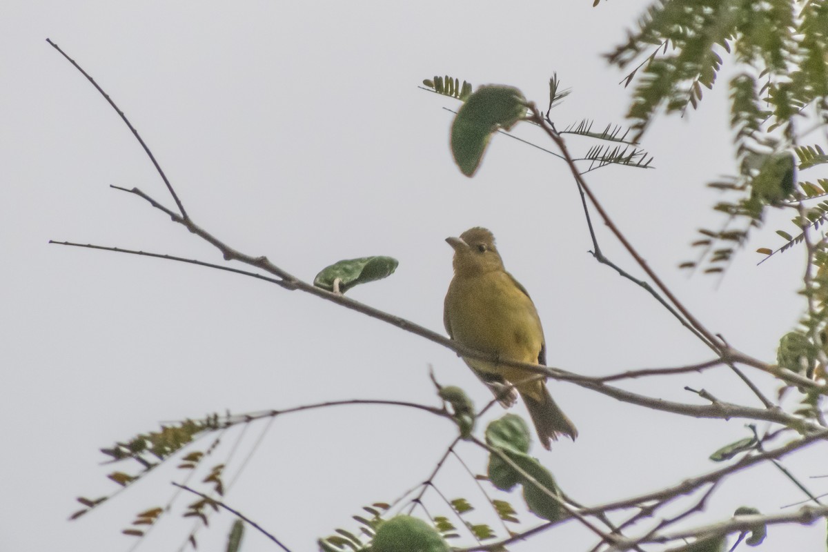 Summer Tanager - ML140363831