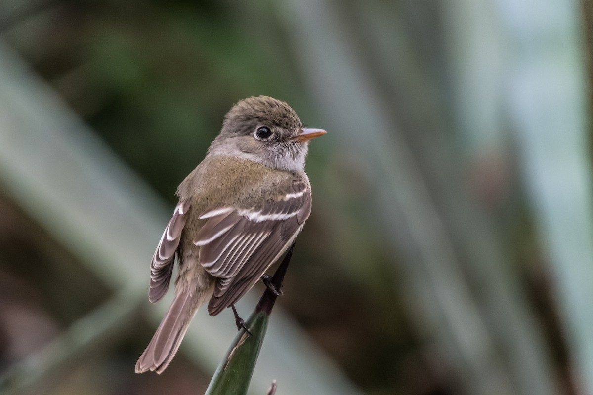 Mosquero Mínimo - ML140363901